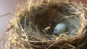Leeg vogelnest met een eenzaam ei, als metafoor voor het empty-nest syndroom en het gevoel van gemis wanneer kinderen het huis uitgaan