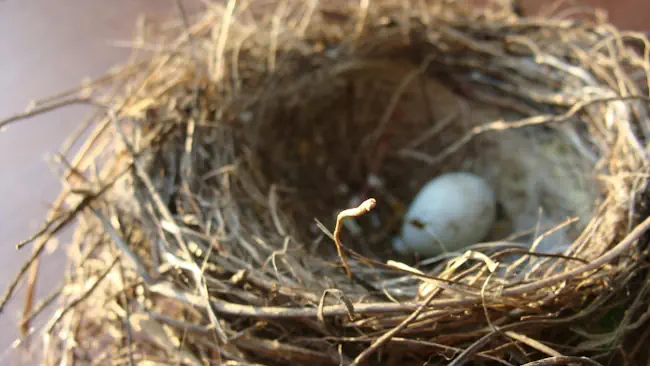 Leeg vogelnest met een eenzaam ei, als metafoor voor het empty-nest syndroom en het gevoel van gemis wanneer kinderen het huis uitgaan