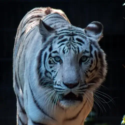 Witte tijger als metafoor voor angst die eerst waarschuwt en later kan overheersen