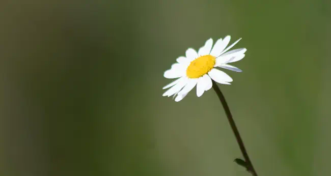 Ruimte na verlies – rouw en herstel bij Mieke Loor van Jouw Eigen Veerkracht