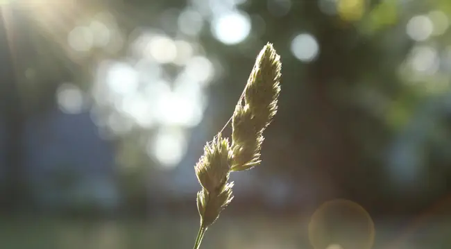 Rouw en verlies die in stilte doorwerken – therapie bij Mieke Loor van Jouw Eigen Veerkracht